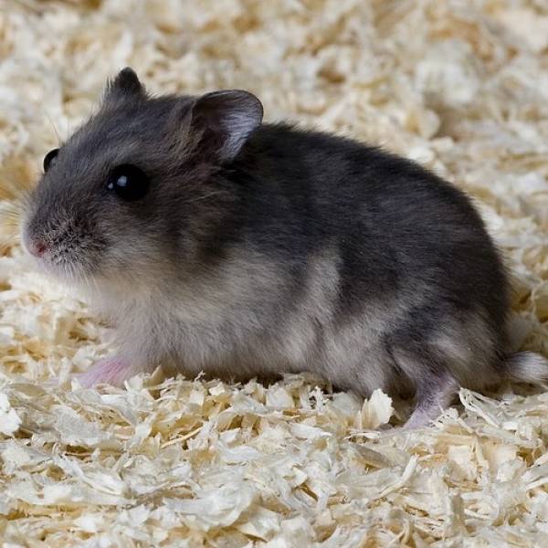 Dschungarische Hamster